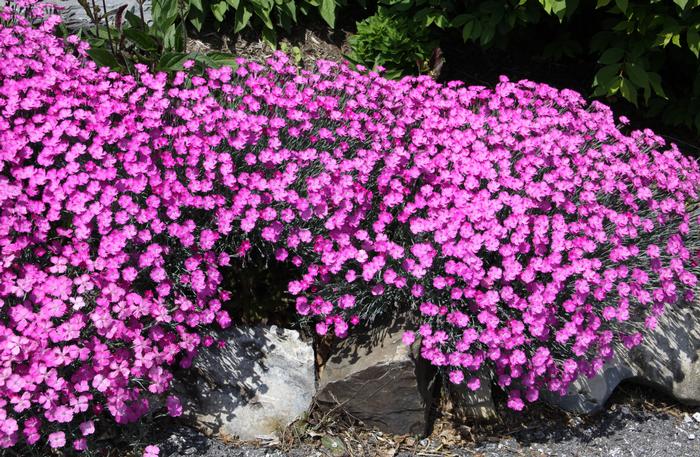 Dianthus gratianopolitanus 'Firewitch' (Garden Pinks), pink flowers