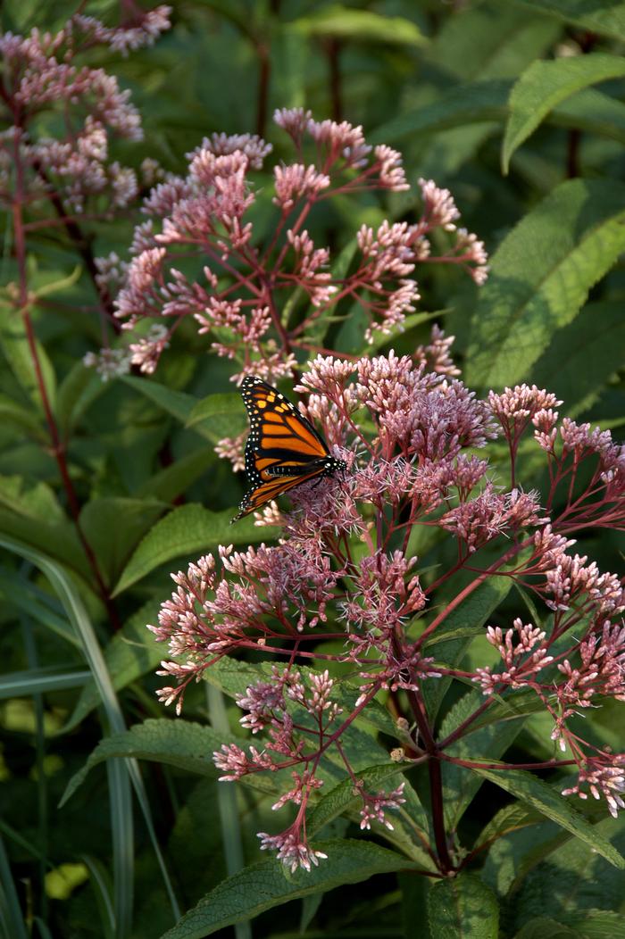 Eupatorium maculatum 'Gateway' (Joe Pye Weed)