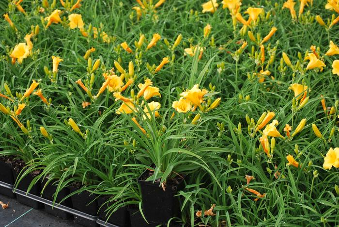 Hemerocallis 'Stella de Oro' (Daylily)