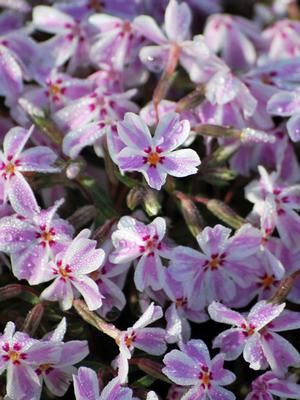 Phlox subulata 'Candy Stripes' (Moss Pinks)