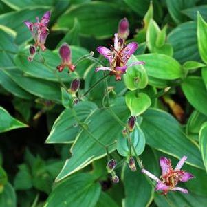 Tricyrtis formosana 'Samurai' (Toad Lily)