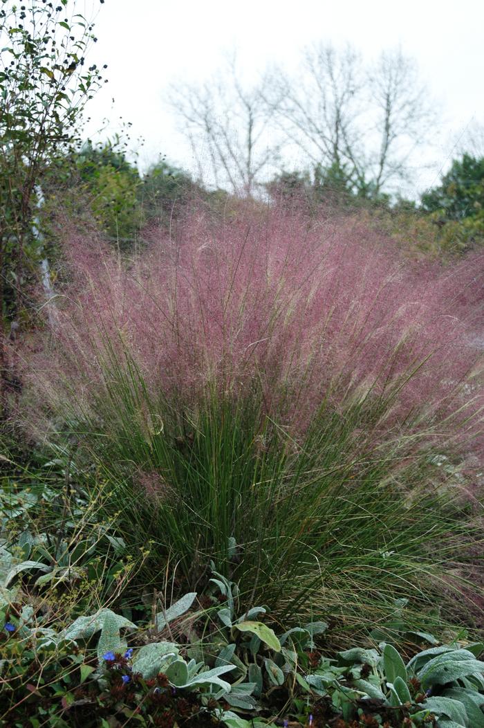 Pink Muhly Grass (Muhlenbergia capillaris)