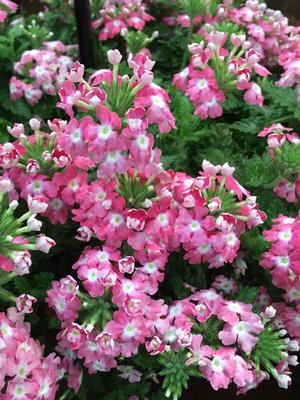 Verbena EnduraScape™Pink Fizz (Vervain)