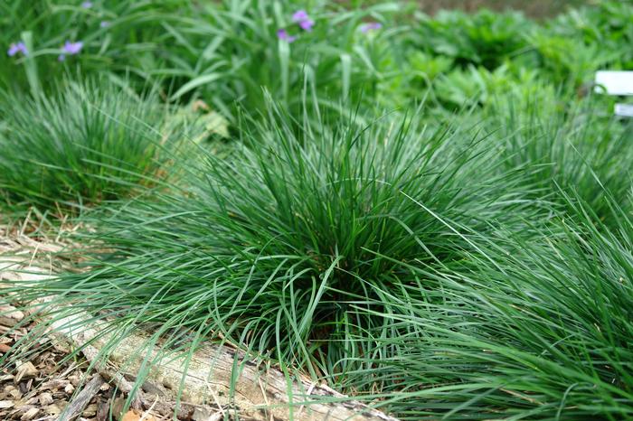 Golden Dew Tufted Hairgrass (Deschampsia cespitosa 'Goldtau')