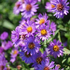 Purple Wood Aster (Aster dumosus 'Wood's Purple')