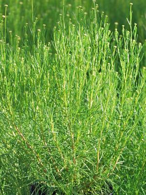 Santolina virens (Lavender Cotton)