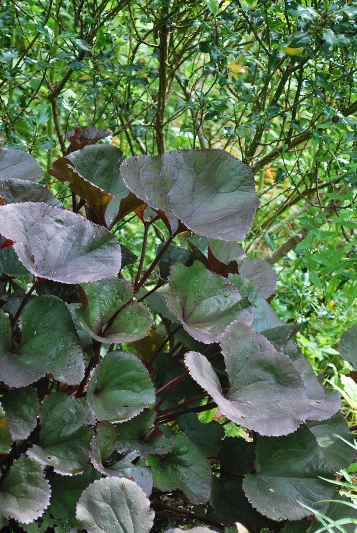 Ligularia dentata 'Desdemona' (Ligularia)