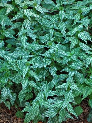 Yellow Archangel (Lamiastrum galeobdolon 'Herman's Pride')