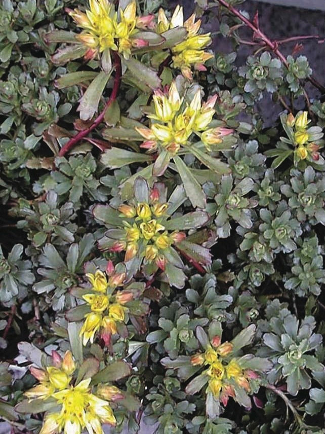 Sedum floriferum 'Weihenstephaner Gold' (Stonecrop)