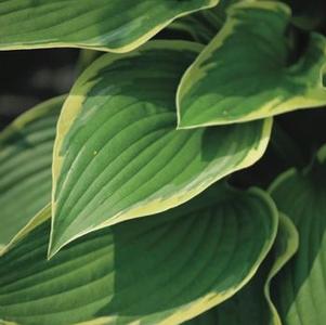 Hosta fortunei 'Aureomarginata' (Plantain Lily)