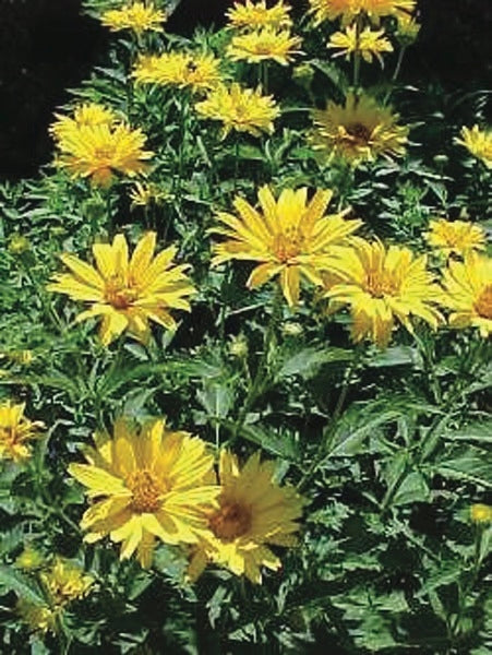 Lemon Queen Sunflower (Helianthus x 'Lemon Queen')