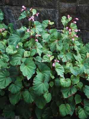 Begonia grandis (Hardy Begonia) pink flowers