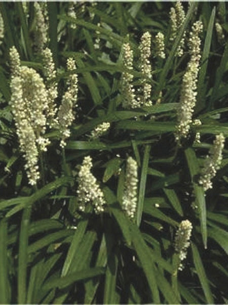 Liriope muscari 'Monroe White' (Lilyturf)