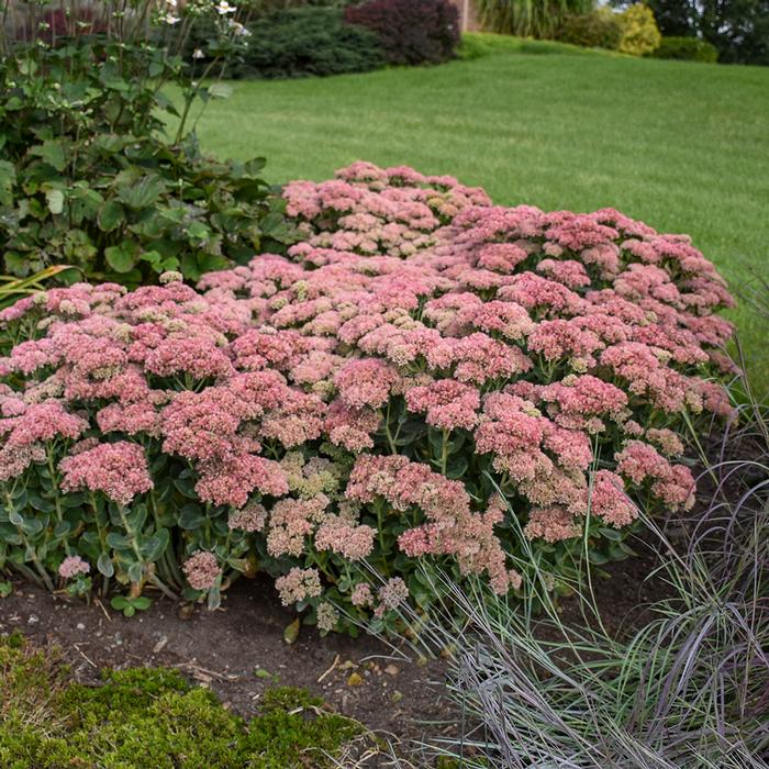 Sedum x 'Autumn Joy' (Stonecrop)