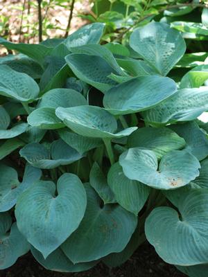 Hosta x 'Blue Angel' (Plantain Lily)