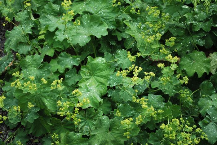 Lady's Mantle (Alchemilla mollis)