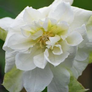 Clematis hybrid 'Duchess of Edinburgh' (Hybrid Clematis), white flower