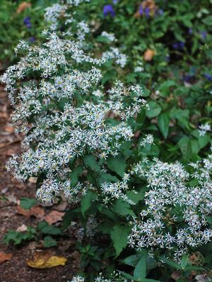 White Wood Aster (Aster divaricatus)