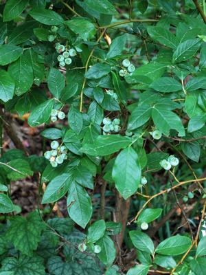 Lowbush blueberry (Vaccinium x angustifolium)