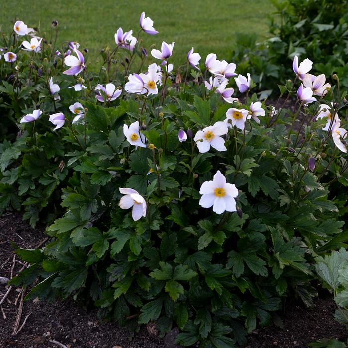 Anemone x Wild Swan™ (Windflower) perennial