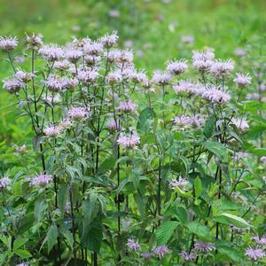 Wild bergamot (Monarda fistulosa)