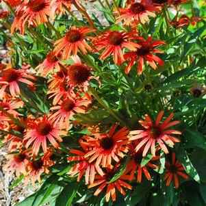 Echinacea x purpurea Butterfly™ 'Orange Skipper' (Coneflower), orange flowers