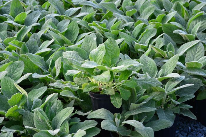 Stachys byzantina 'Silver Carpet' (Lamb's Ear)