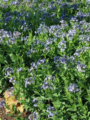 Amsonia x 'Blue Ice' (Bluestar) perennial