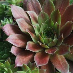 Sempervivum 'Red Rubin' (Hens-and-chicks)