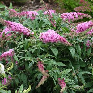 Buddleia Pugster Pink® (Butterfly Bush), pink flowers