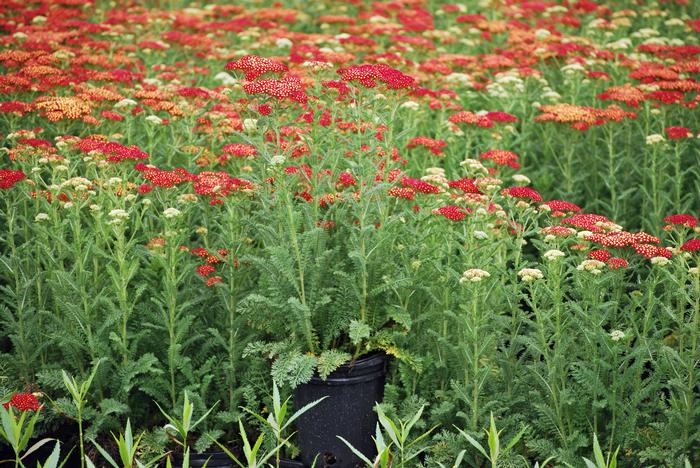 Achillea millefolium 'Strawberry Seduction' (Yarrow) perennial