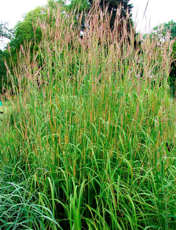 Big Bluestem (Andropogon gerardii), grass