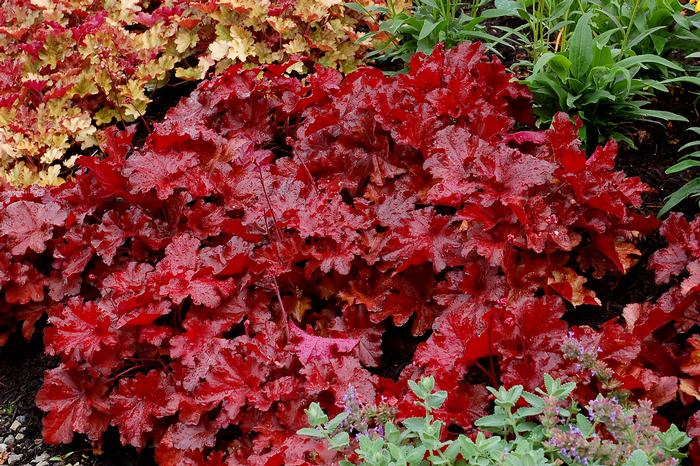 Heuchera x Forever® Red (Coral Bells)