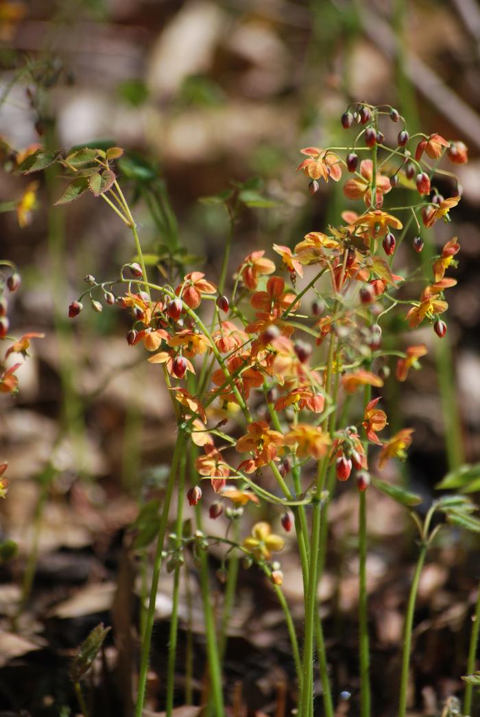 Epimedium x warleyense 'Orange Queen' (Barrenwort)