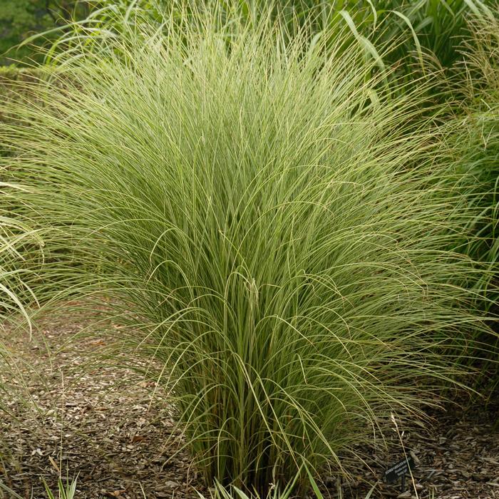 Miscanthus sinensis 'Morning Light' (Variegated Maiden Grass)