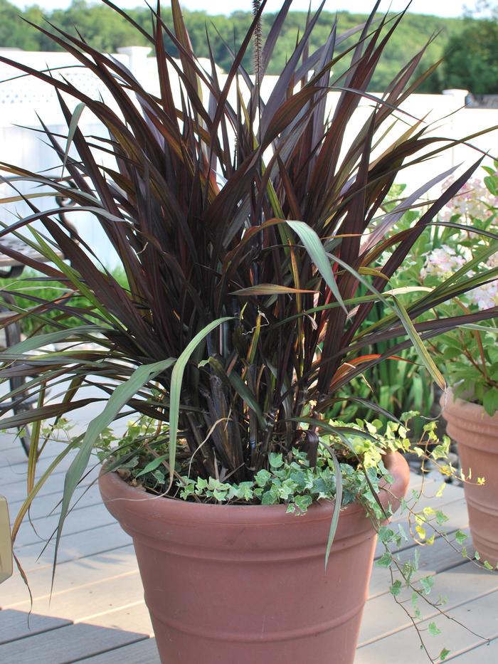 Pennisetum 'First Knight' (Fountain Grass)