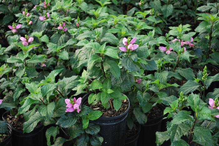 Pink Turtlehead (Chelone lyonii 'Hot Lips')