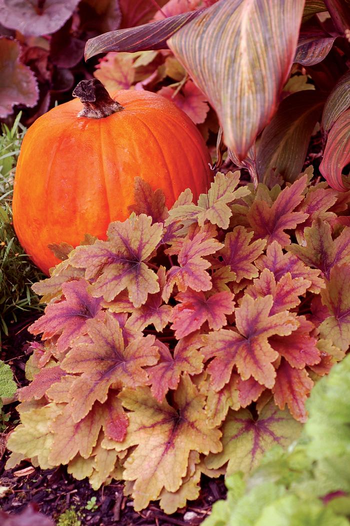 Heucherella 'Sweet Tea' (Foamy Bells)