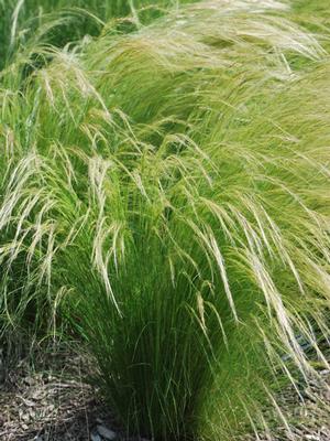 Mexican Feather Grass (Nassella tenuissima)