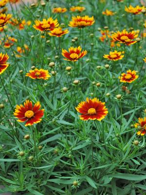 Coreopsis x L'il Bang™ 'Daybreak' (Tickseed), red and yellow flowers