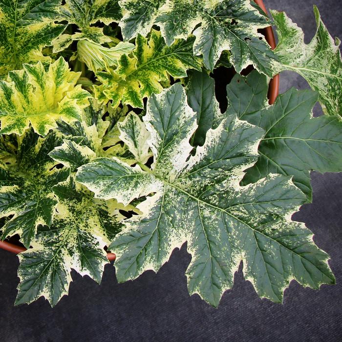 Variegated Bear's Breeches (Acanthus x 'Whitewater')