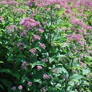 Eupatorium dubium 'Little Joe' (Dwarf Joe Pye Weed)