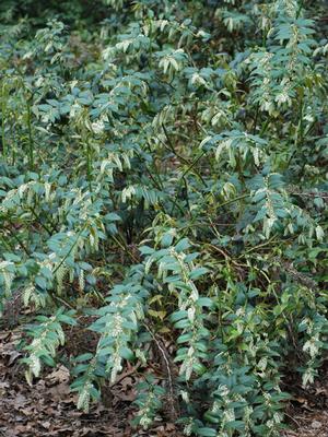 Coastal doghobble (Leucothoe axillaris)