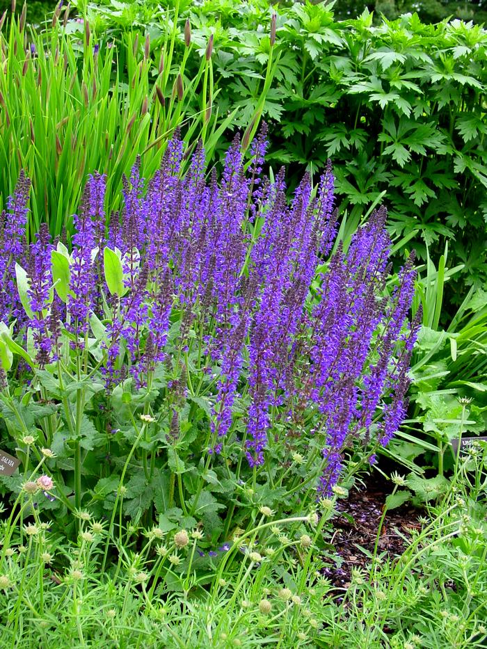 Salvia nemorosa 'May Night' (Sage)