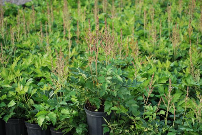 Astilbe chinensis 'Vision in Pink' (False Spirea) perennial