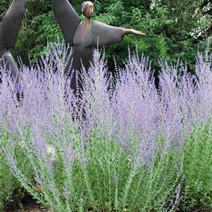 Perovskia atriplicifolia (Russian Sage)