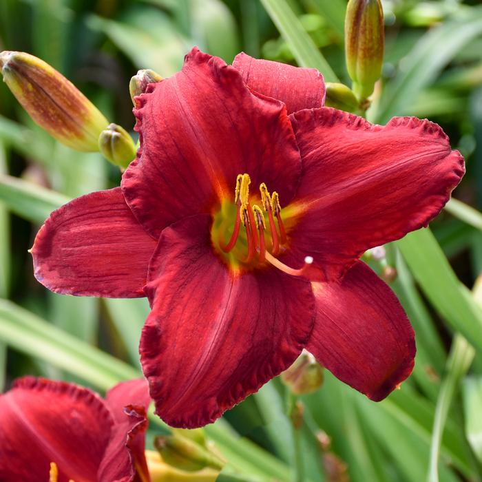 Hemerocallis 'Chicago Apache' (Daylily)