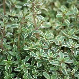 Variegated English Thyme (Thymus vulgaris 'Silver Posie')