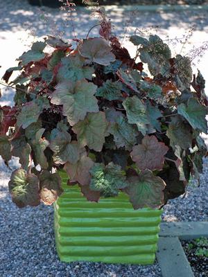 Heuchera micrantha 'Palace Purple' (Coral Bells)