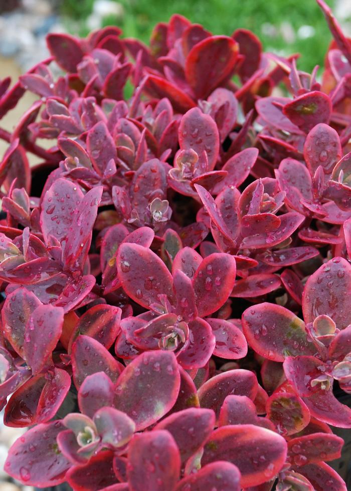 Sedum Sunsparkler® 'Wildfire' (Stonecrop)